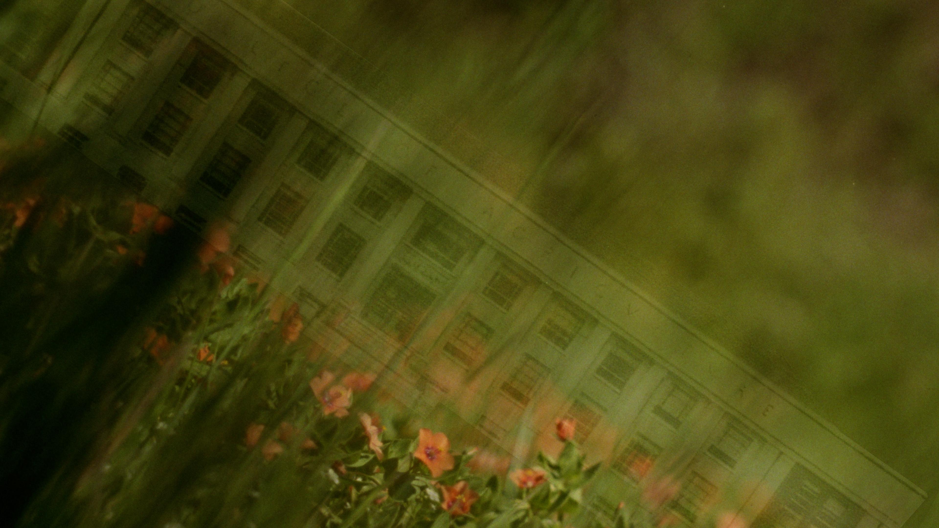 A university building appears partially obscured by green foliage, its rigid geometry softened but not erased.