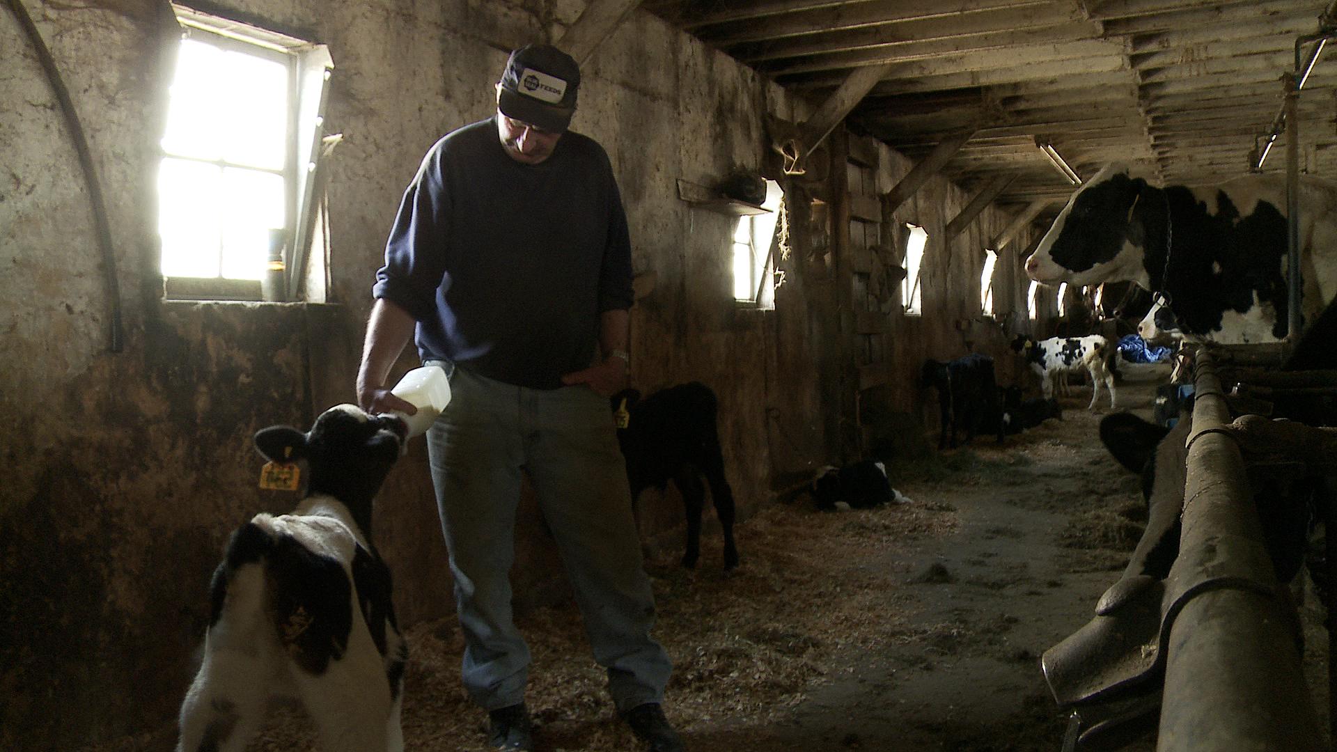 A man puts feeds a bottle of milk to a calf inside of a barn.